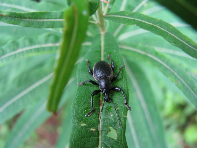 Otiorhynchus (Otiorhynchus) fortis